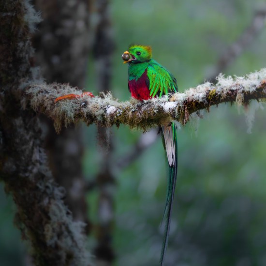 Caminata especializada de Observación Aves Full-Day