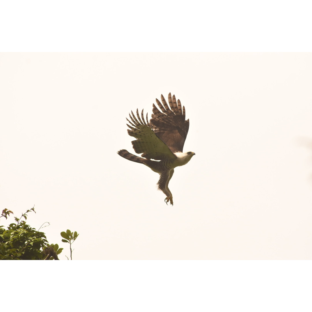 Caminata especializada de Observación Aves Full-Day