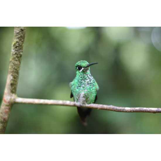 Caminata especializada de Observación Aves Full-Day