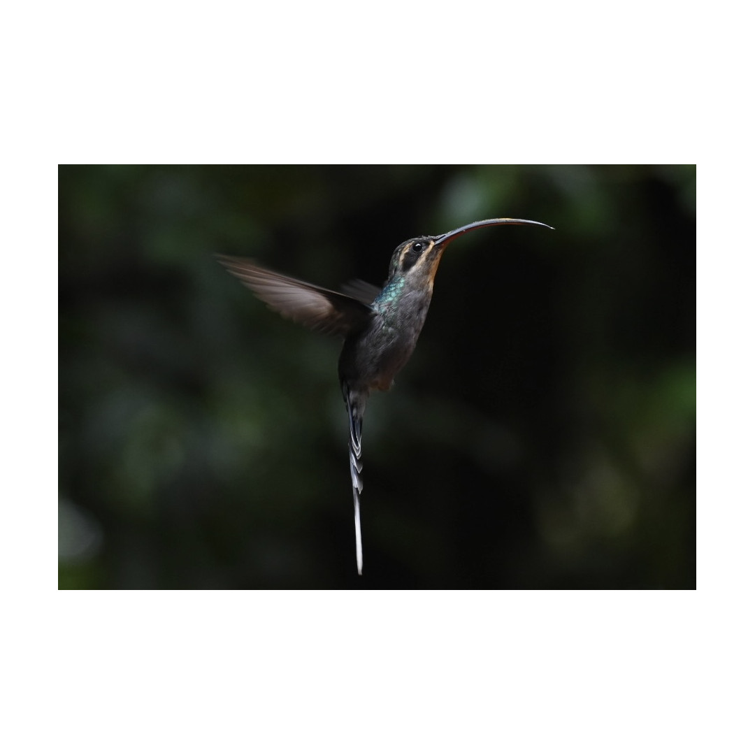 Full-Day Specialized Birdwatching Walk