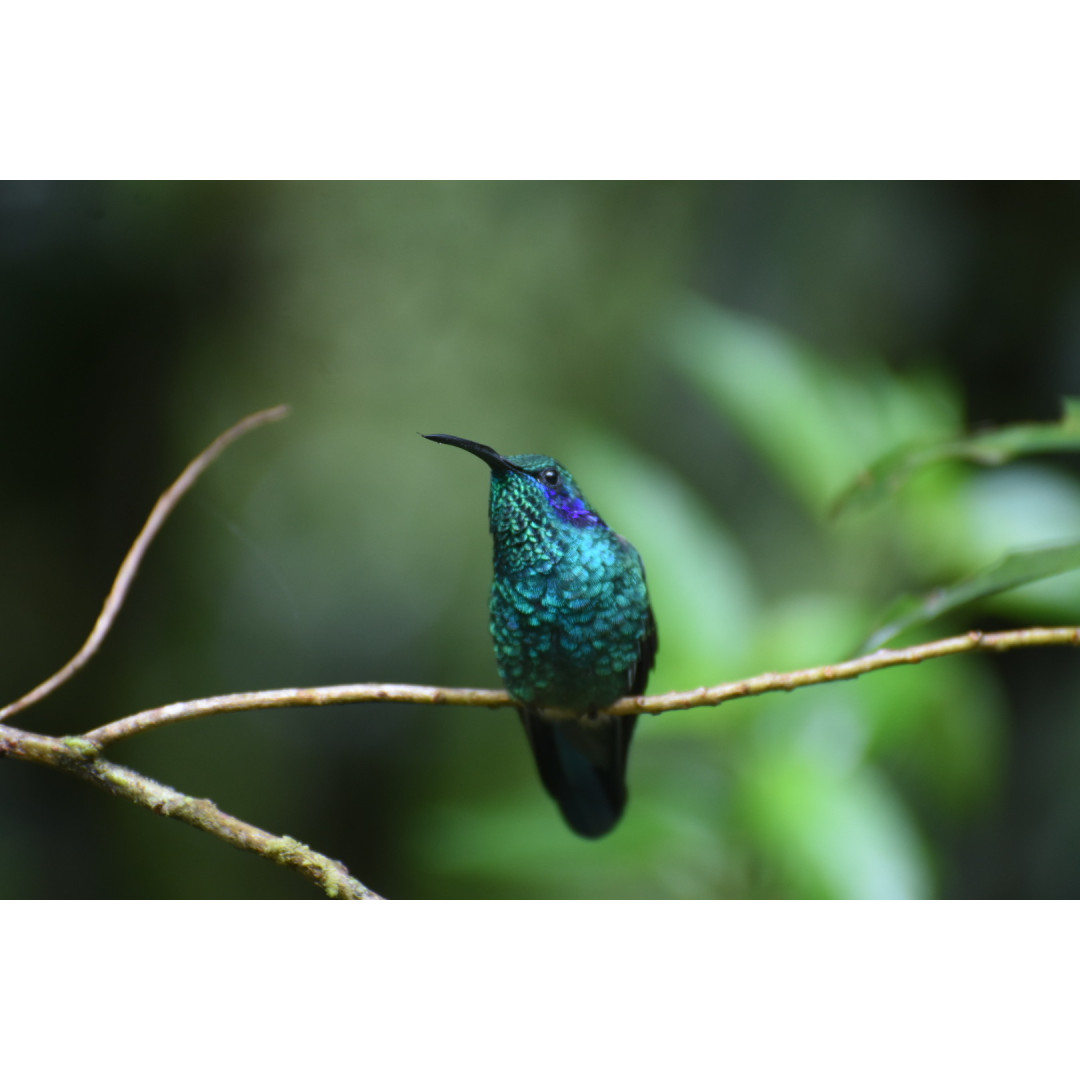 Caminata especializada de Observación Aves Full-Day