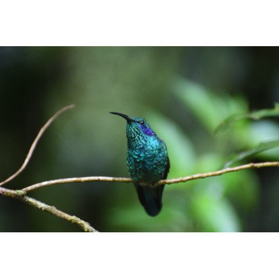 Caminata especializada de Observación Aves Full-Day