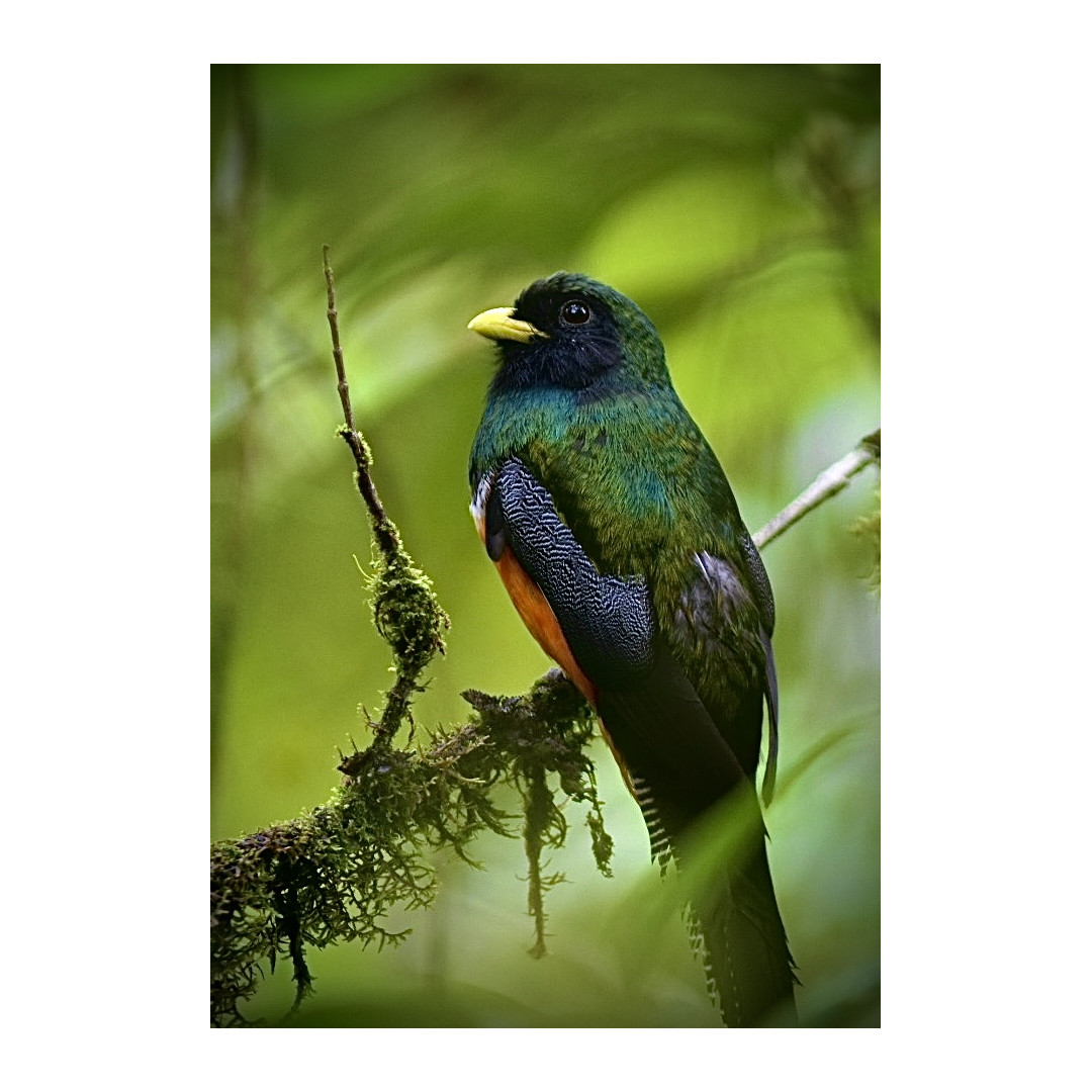 Caminata especializada de Observación Aves Full-Day