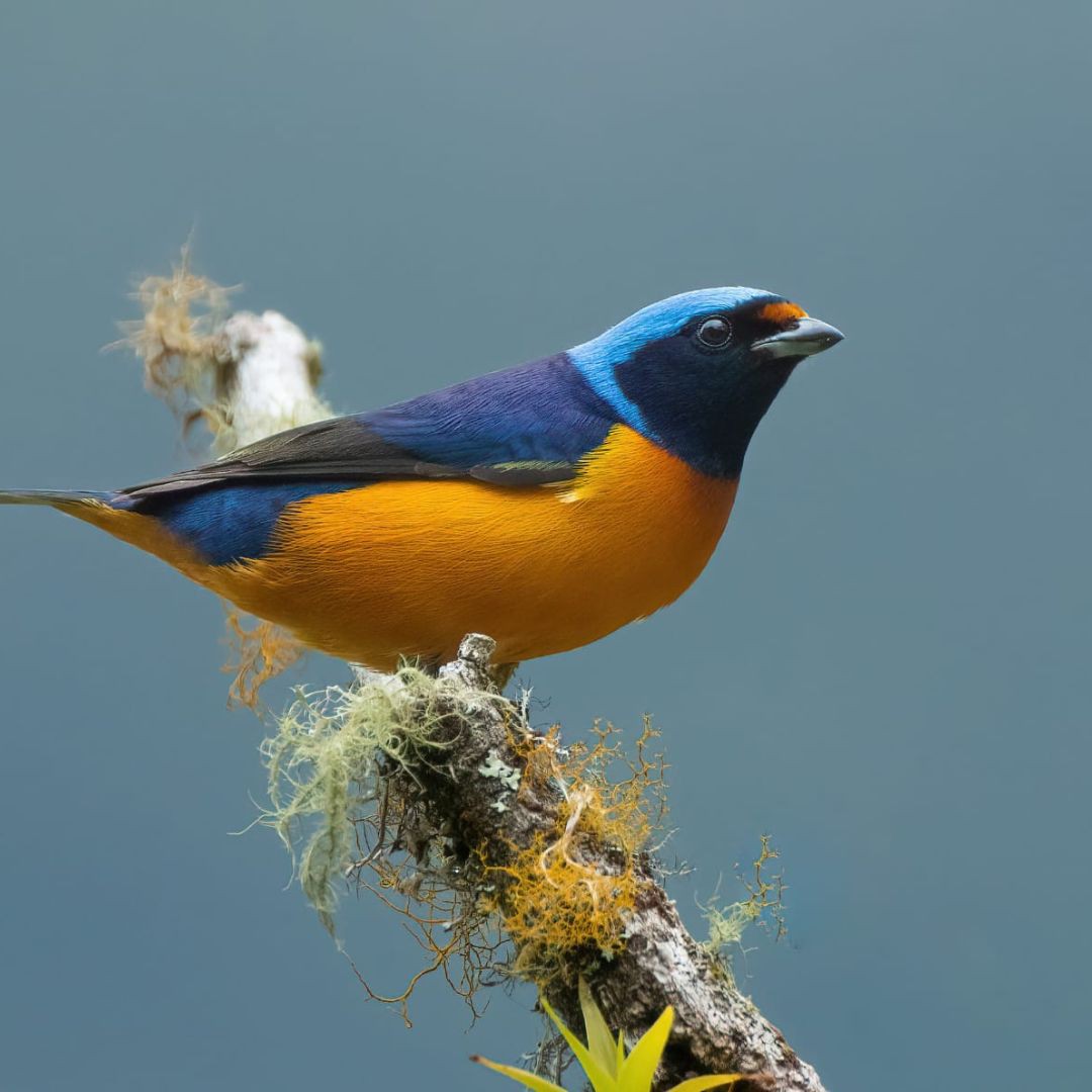 Caminata especializada de Observación Aves Full-Day