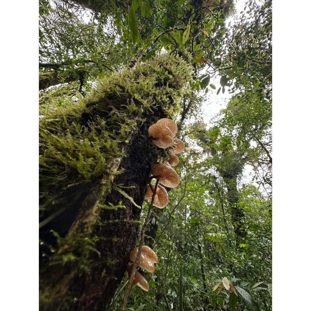En búsqueda de especies únicas de Monteverde