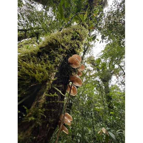 En búsqueda de especies únicas de Monteverde