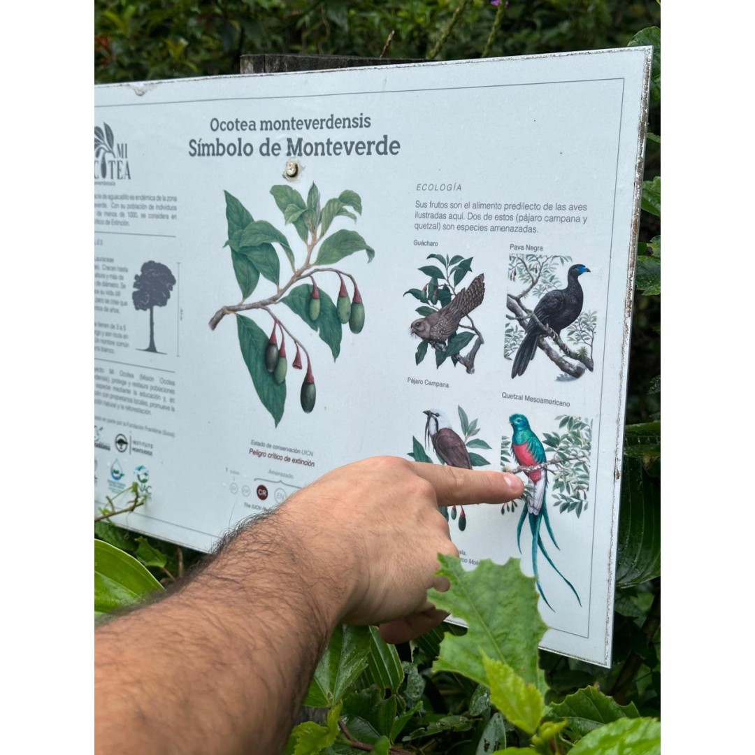 En búsqueda de especies únicas de Monteverde
