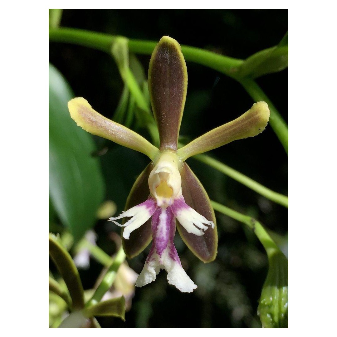 En búsqueda de especies únicas de Monteverde