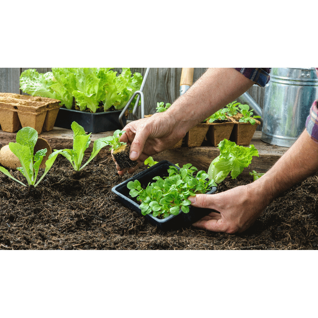 Flavors of the Forest: Ethnobotanical & Culinary Journey