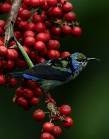 Your Full Day in the Monteverde
